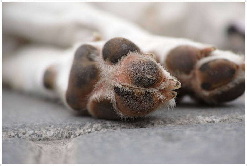 펫 비즈니스 성공의 열쇠, 애견 유치원 M&A 가이드