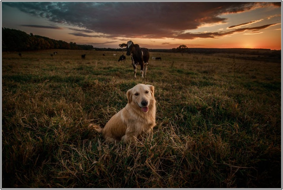 펫카메라, 그냥 보는 것 이상! 특별한 활용 꿀팁
