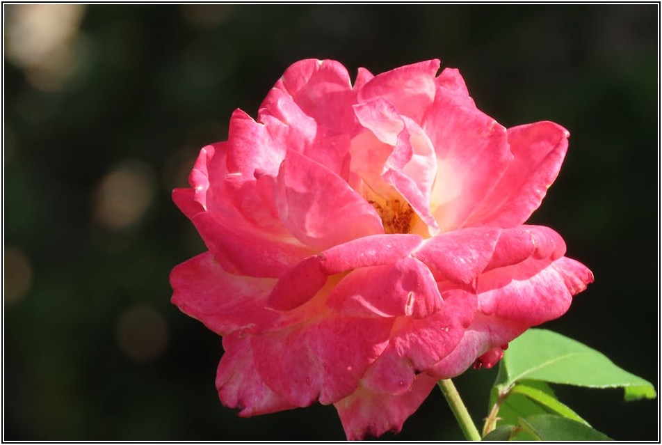 안전하고 예쁘게, 꽃조명 설치 가이드라인