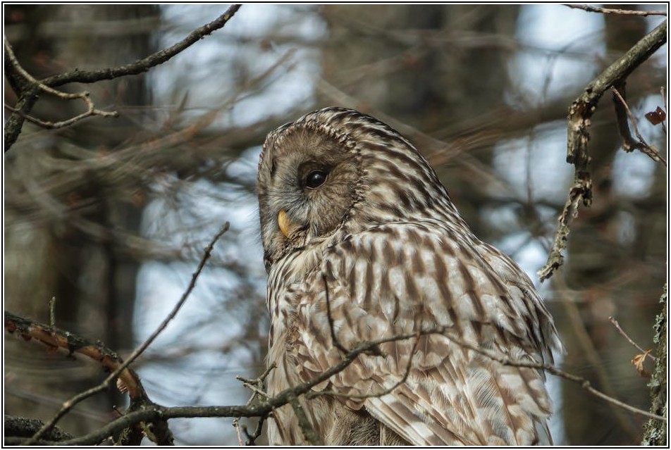 발목각반 선택 가이드: 부상 예방 팁 총정리