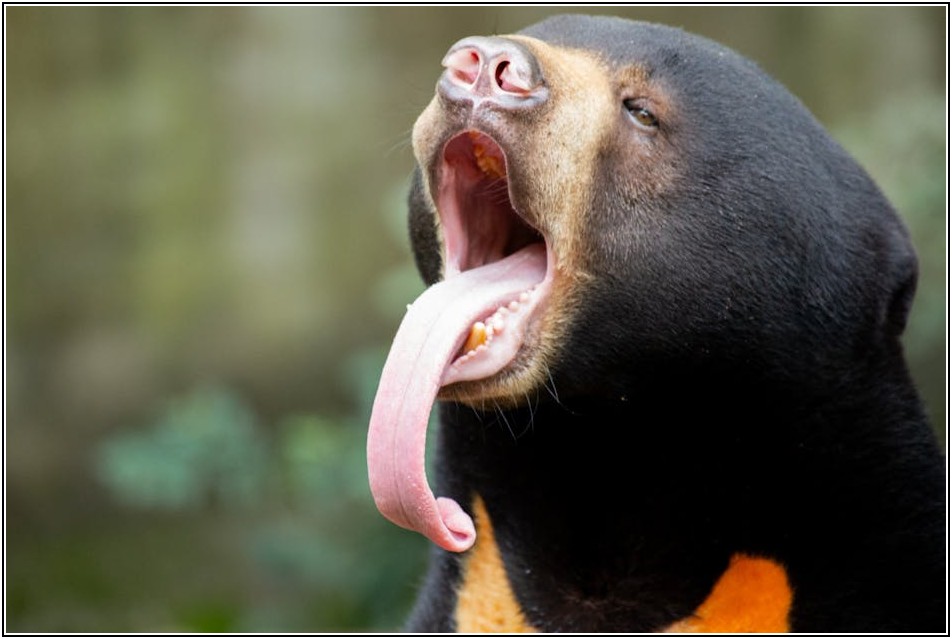 태극기 패치, 부착법부터 숨겨진 의미까지 알려드림