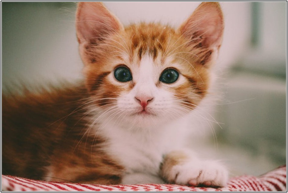 변호사 없이 소액 사건 이기는 비법 공개