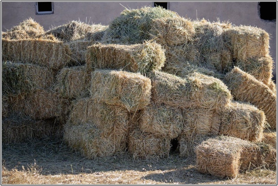 믿고 사는 아그로수퍼? 소비자 만족도 꼼꼼 분석