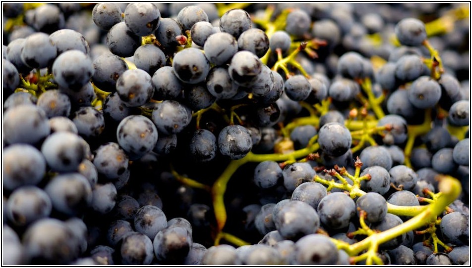 비건, 단순한 식단을 넘어 건강한 라이프스타일