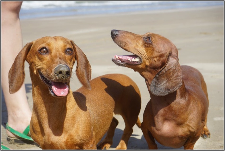 집에서 만드는 풍미 가득 소곱창, 신선함 유지 비결