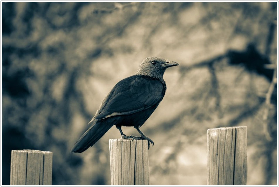 전문가에게 맡기는 작명 비용, 아기 이름/상호
