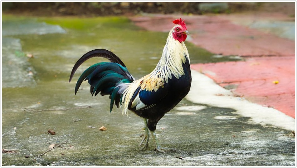 가성비 국내산 순살 치킨, 실패 없는 선택 가이드