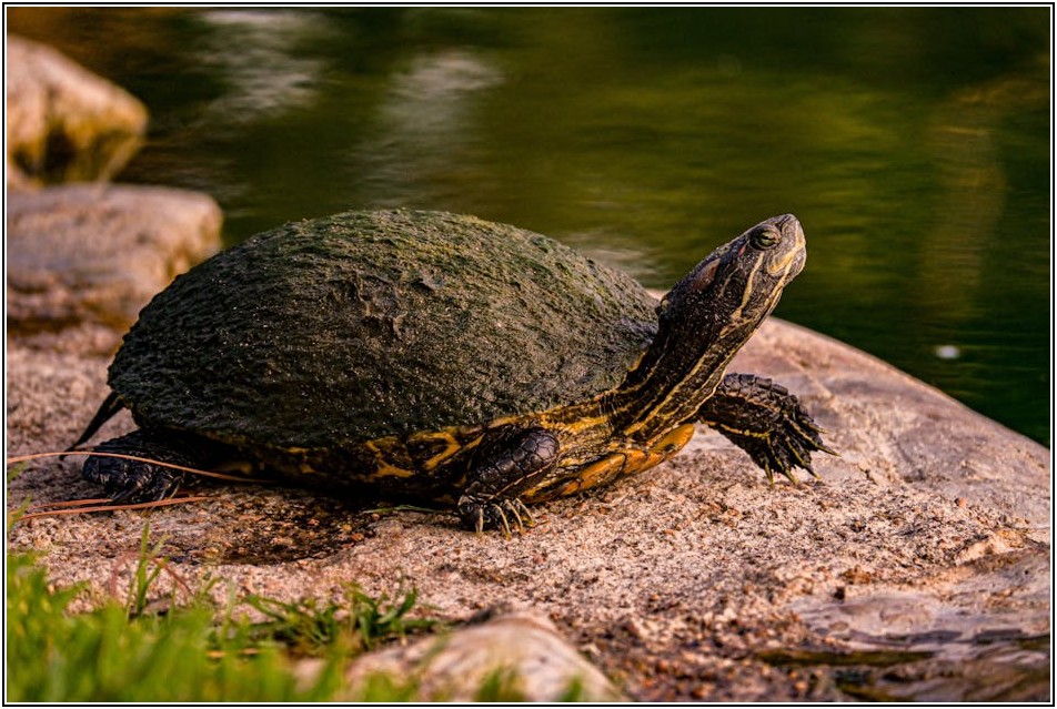 락카페인트 셀프 페인팅: 꼼꼼한 준비로 전문가처럼!
