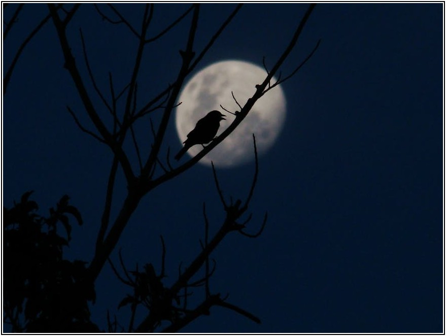 가성비 스시의 정석, 오야스시 메뉴별 가격 비교 분석