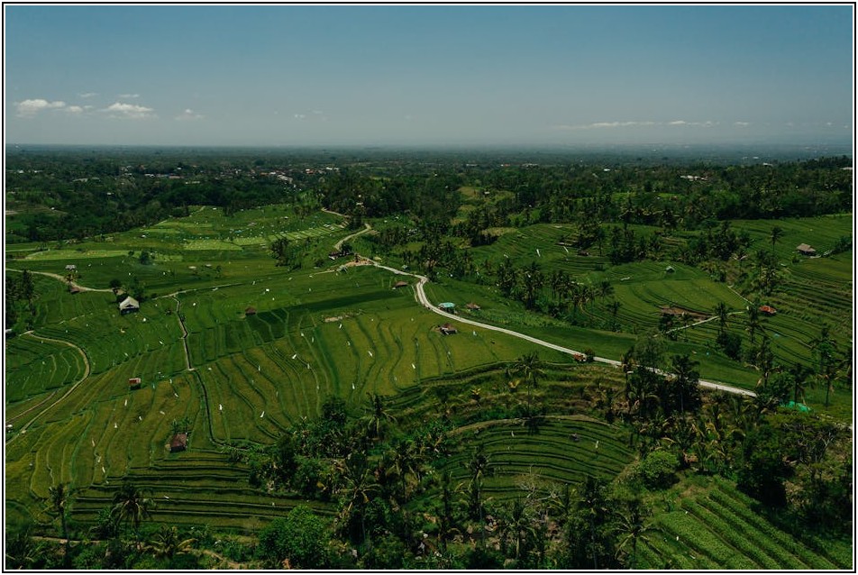 쌀 포장 디자인, 맛과 품질을 시각적으로 담는 법