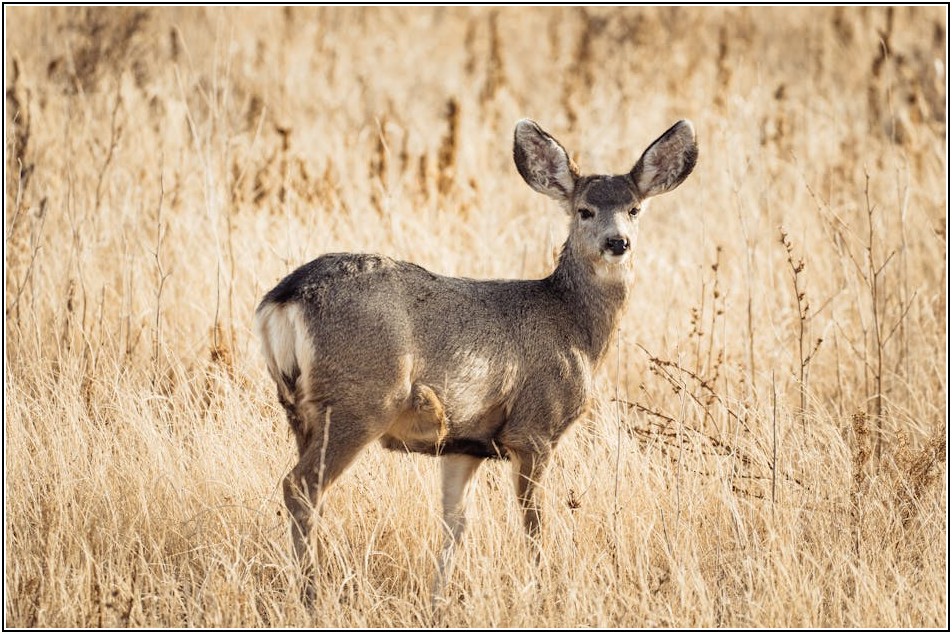 무료 폰트 활용법: 나만의 개성 넘치는 폰트 컬렉션 만들기