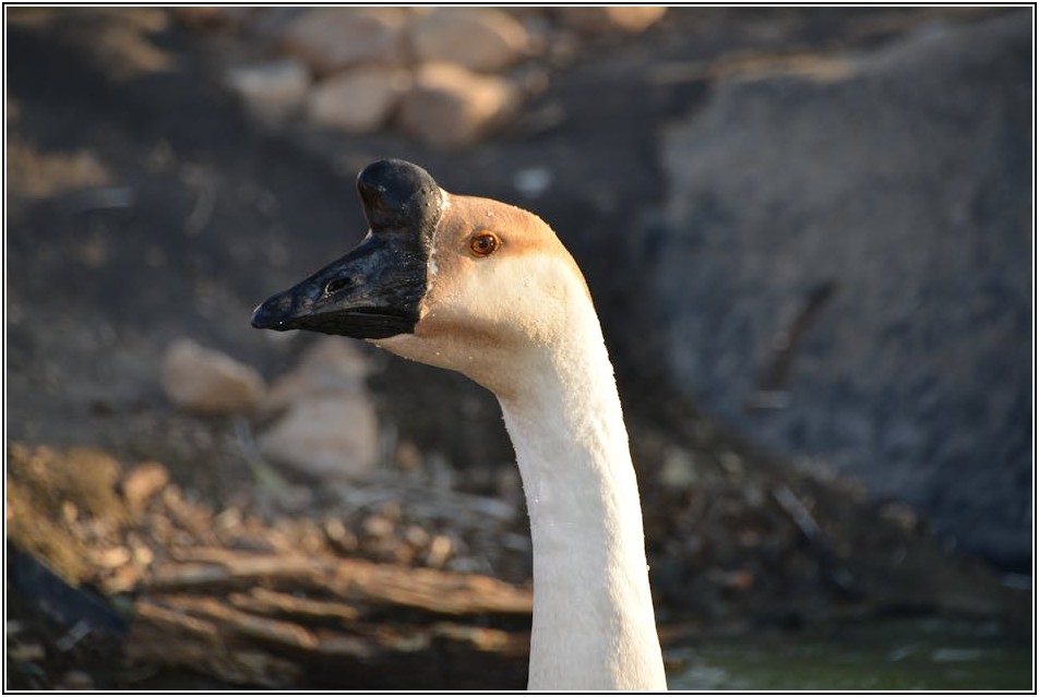 초보 투자자를 위한 미국 주식 투자 사이트, 무엇을 선택해야 할까?