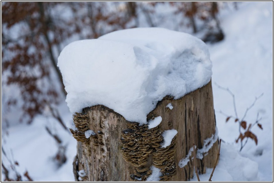 폐목재 재활용, 환경 보호를 위한 현명한 선택