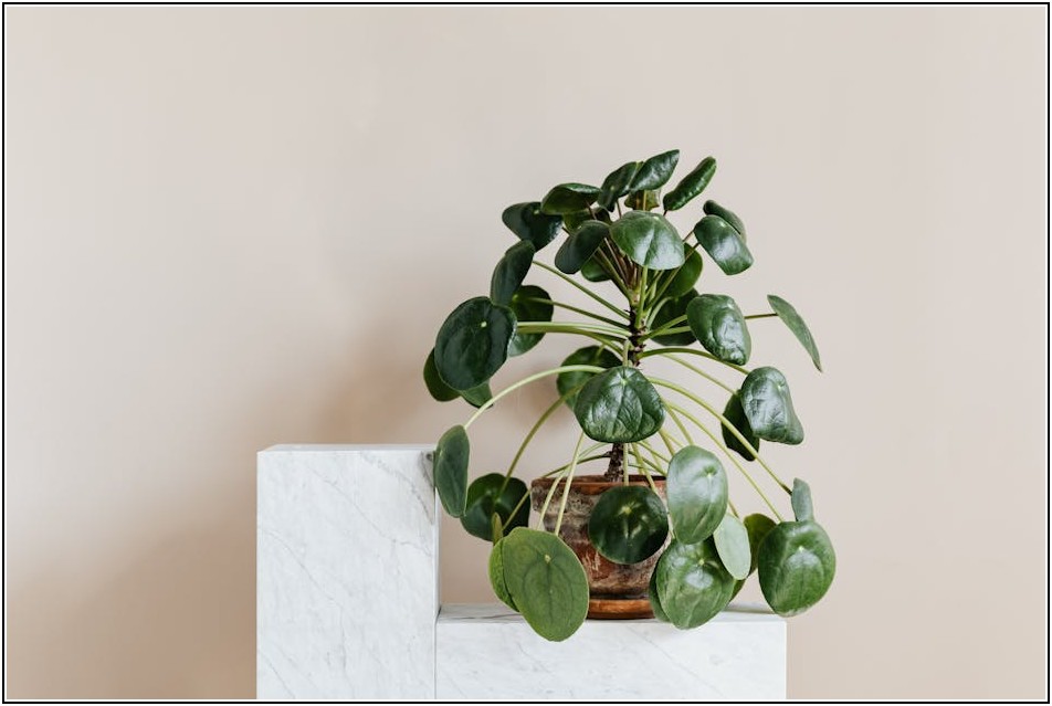 건강한 식물 뿌리, 부직포 화분만이 답이다