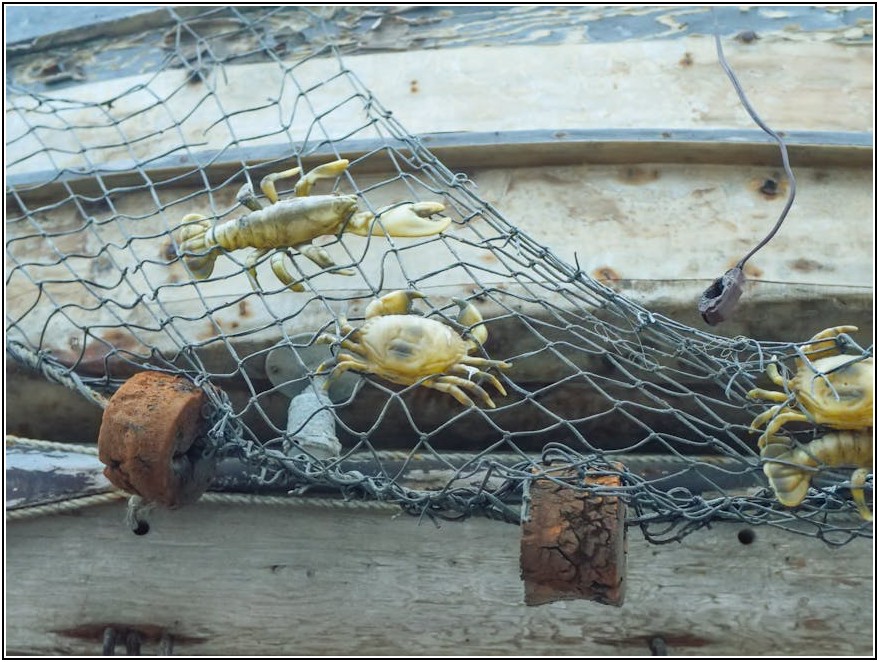 간장게장 신선도 유지 비법, 포장부터 보관까지