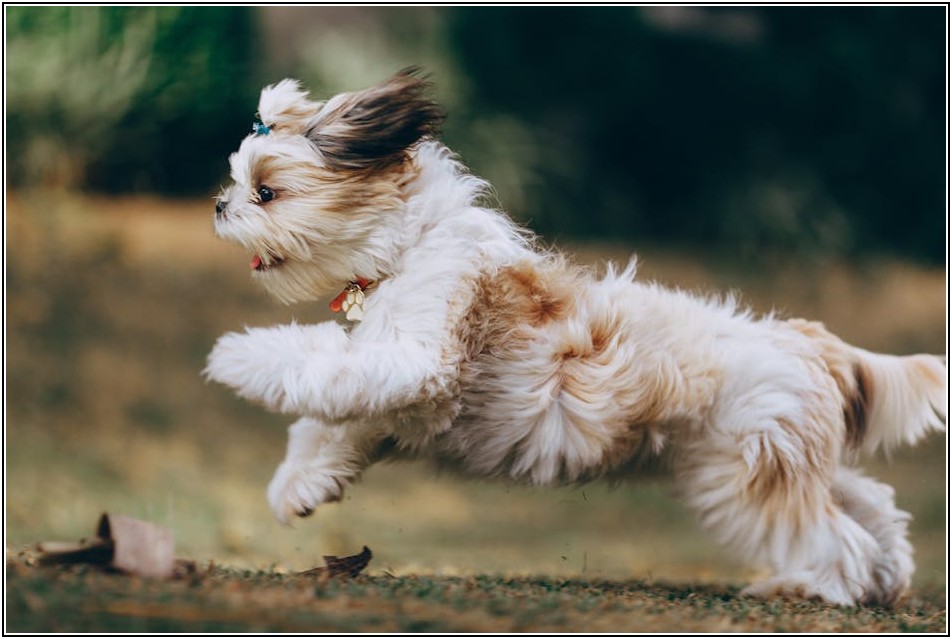 반려동물 초상화, 특별한 추억을 담는 예술