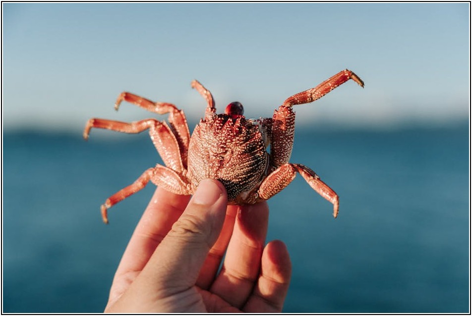맛있는 간장게장 포장 및 보관 완벽 가이드