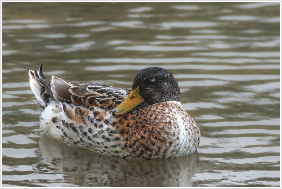 오리로스 맛집 성지순례: 놓치면 후회할 전국 명소