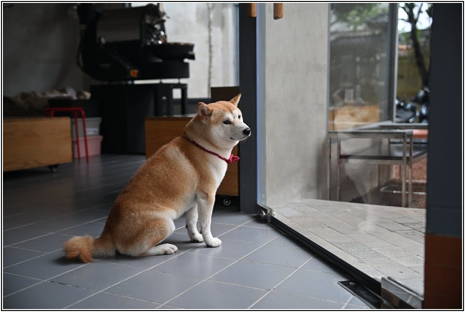 애견카페 매매 완벽 분석: 성공 거래 노하우 공개