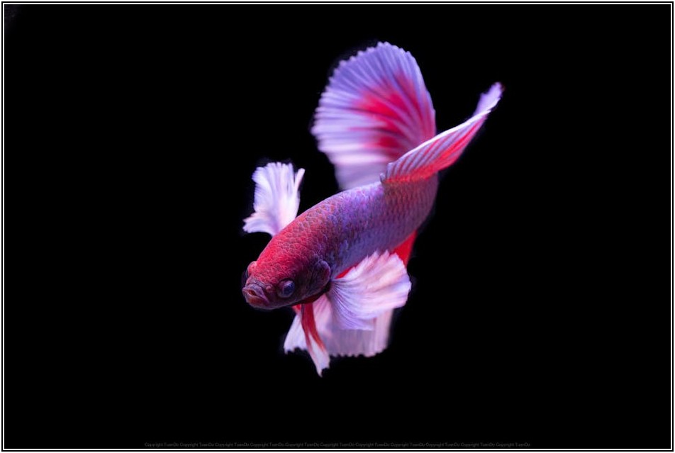 수영장 대여 시 놓치지 말아야 할 준비물 체크리스트