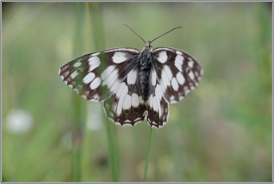 새로운 농업 시대, 형질 변경 작물 심층 분석