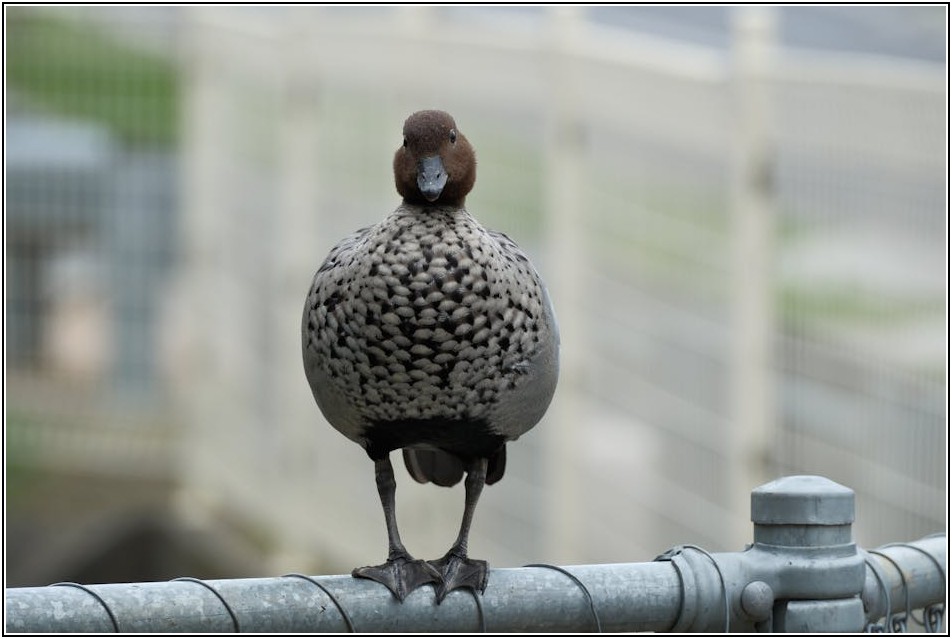 담장 시공, 이것만 알면 피해 없다! 안전하고 합법적인 선택 가이드