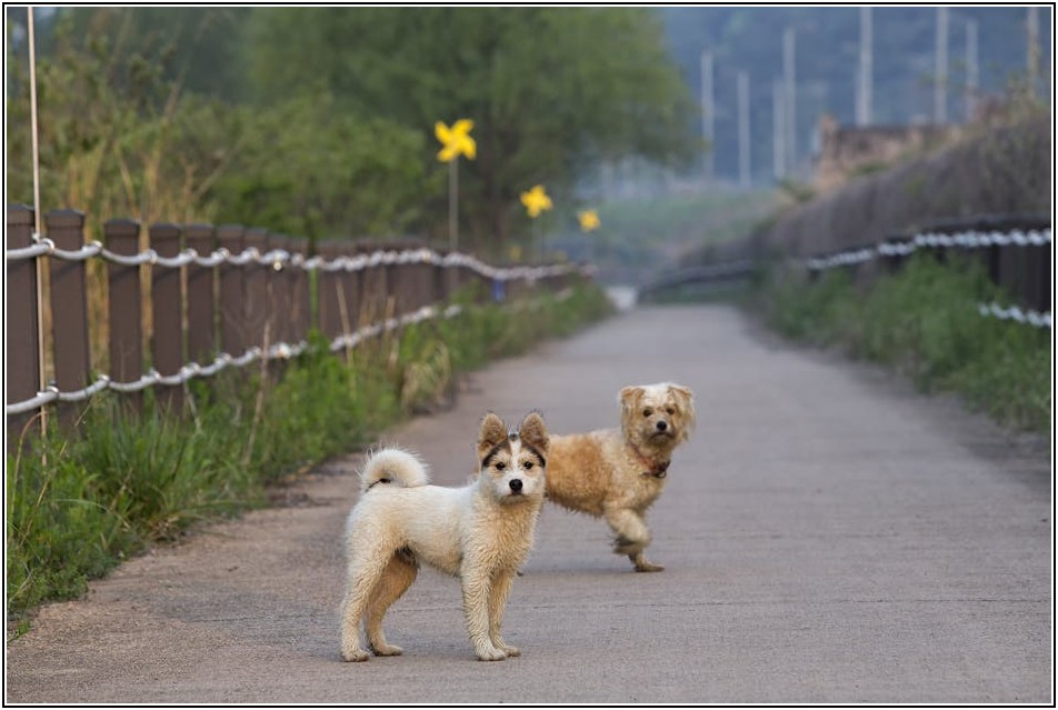 나만의 강아지 홈페이지, 개성 넘치는 디자인으로 완성하기