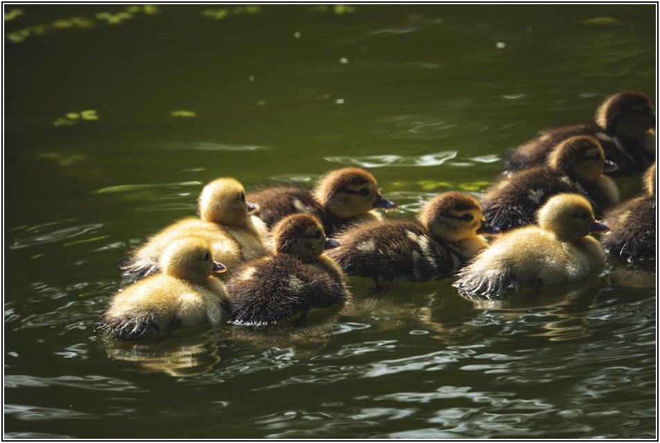 정수기 렌탈 완벽 가이드: 나에게 딱 맞는 정수기 고르는 법