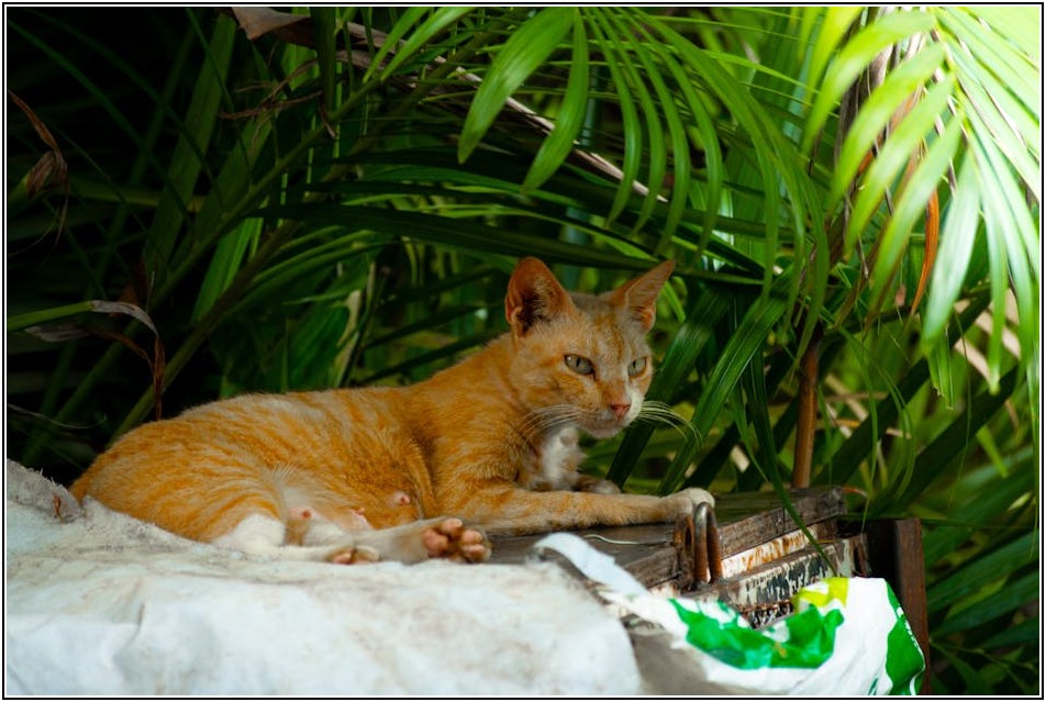 소중한 우리 아이 지킴이, 반려동물 인식표 제대로 알고 만들기