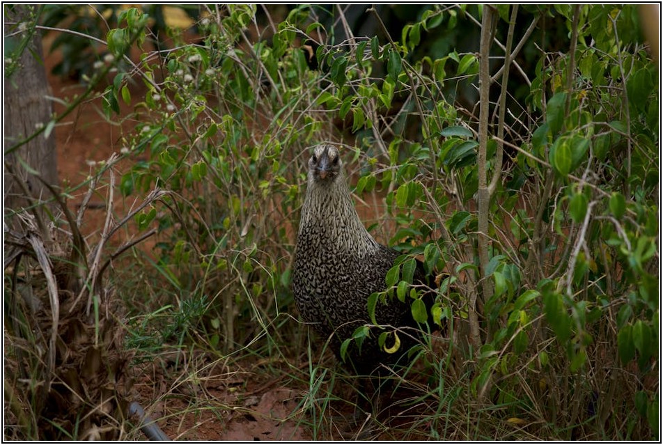 국내산 순살치킨, 안심하고 즐기는 방법