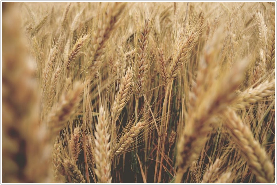 빗물 활용, 똑똑한 비용 절감 비법 공개