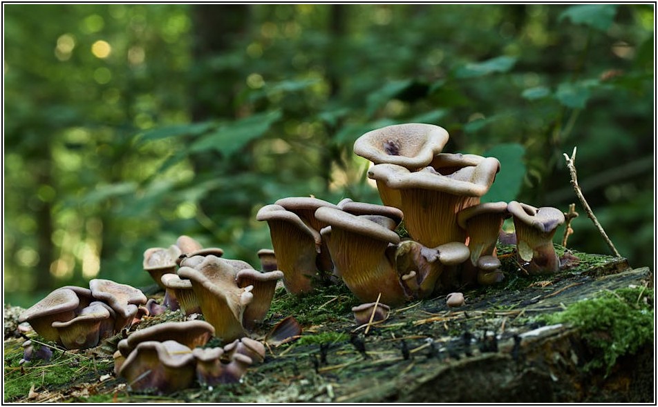 당신이 몰랐던 압축 스폰지의 놀라운 기능