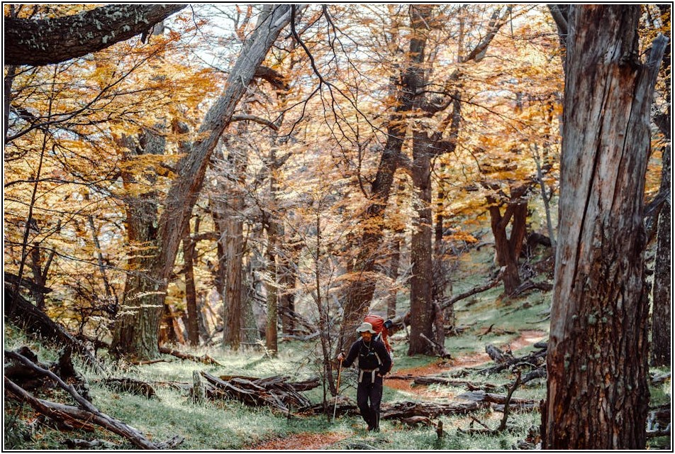 엘 로시오 축제, 놓치면 후회할 정보 총정리