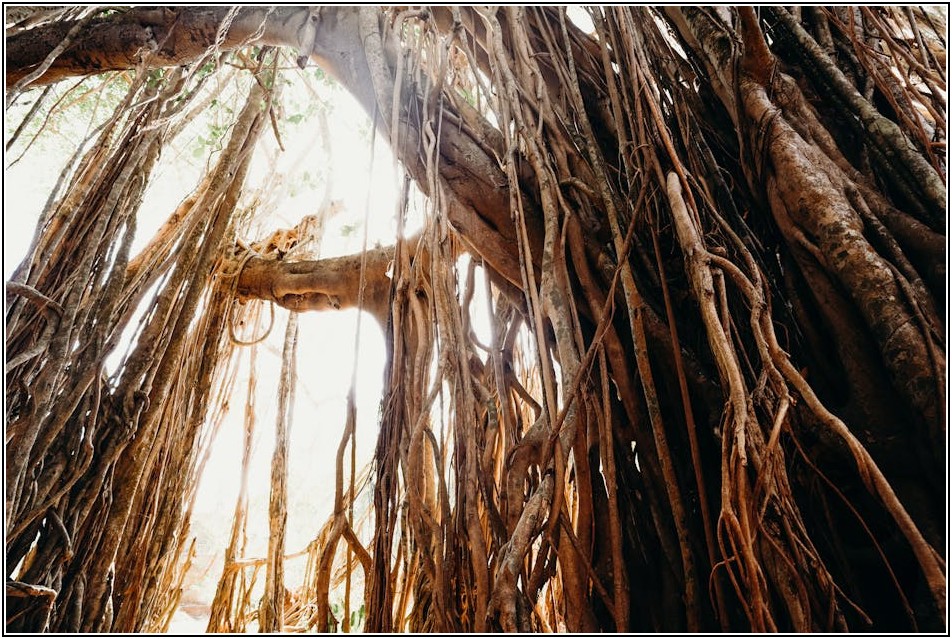 당신의 캠핑을 업그레이드할 케노피 구매 완벽 가이드