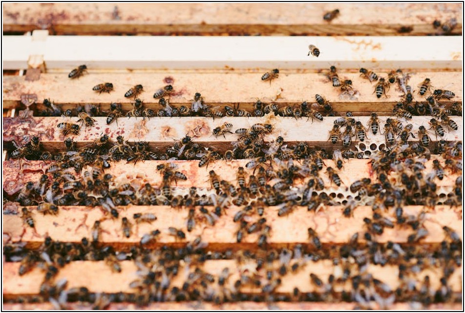 이것이 허니콤보드! 내구성과 디자인 총정리