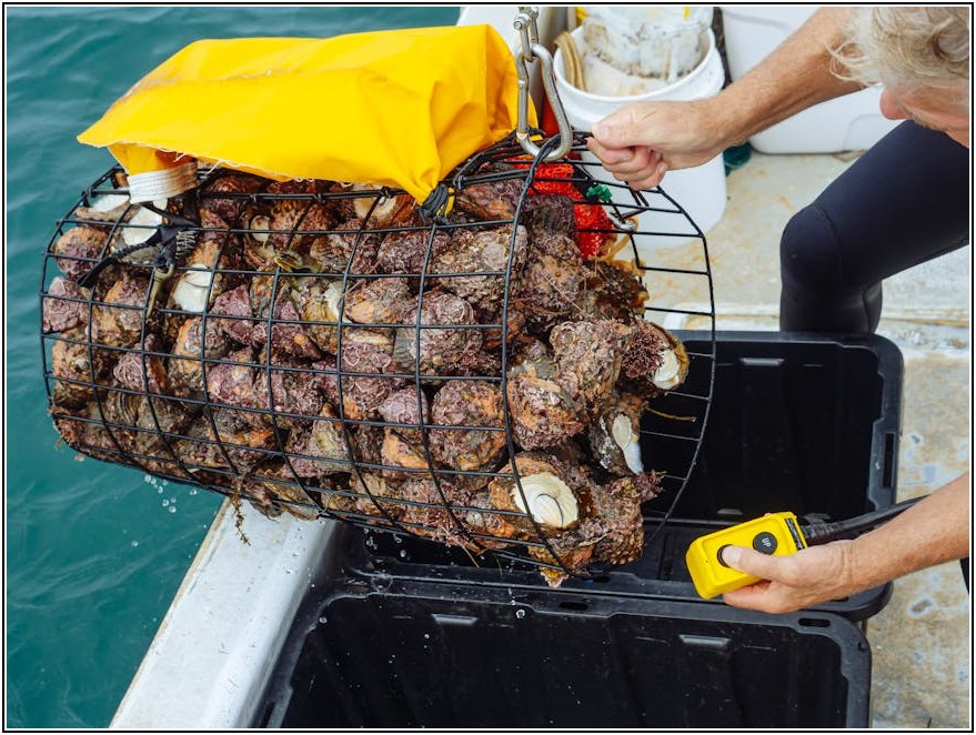 튼튼하고 멋진 대형 카라비너 고르는 법, 소재별 비교