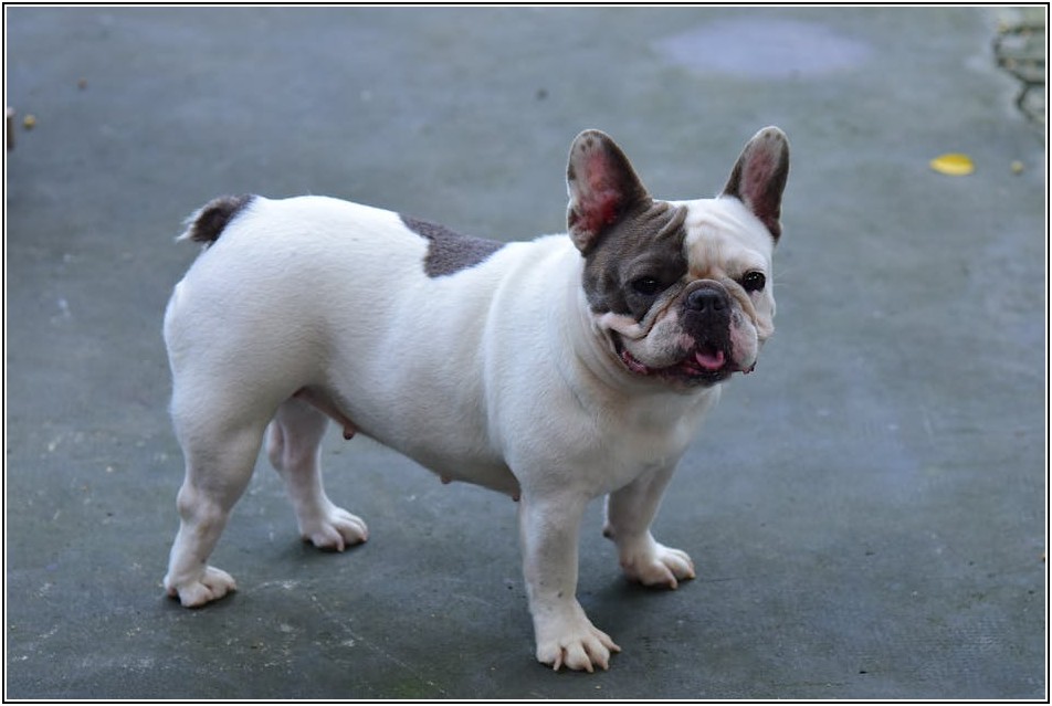 댕댕이와 함께 특별한 추억 만들기, 전국 포토존 가이드