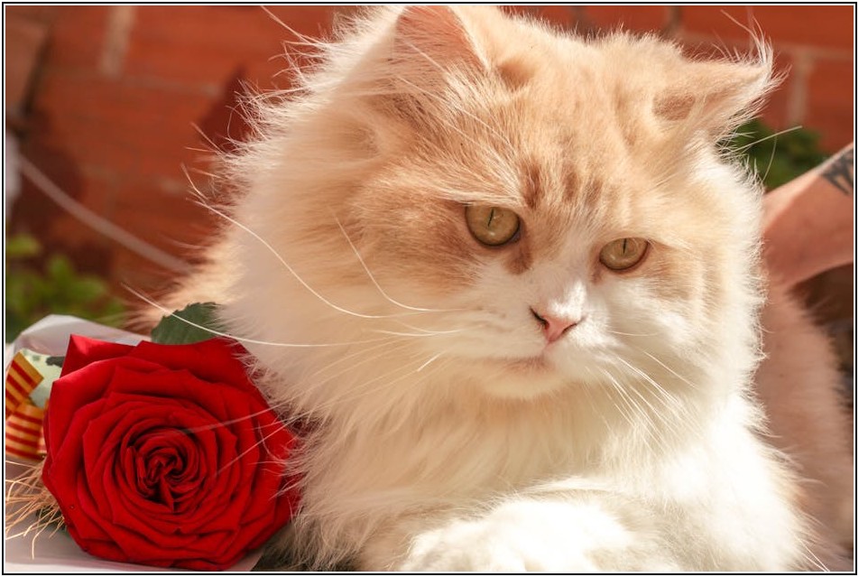 나만의 특별한 장미 비누, 친환경 DIY 방법