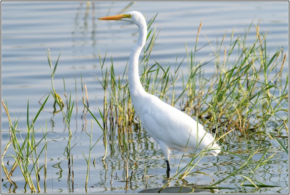 도쿄 여행 필수 코스: 미츠이가든 호텔과 벚꽃 명소