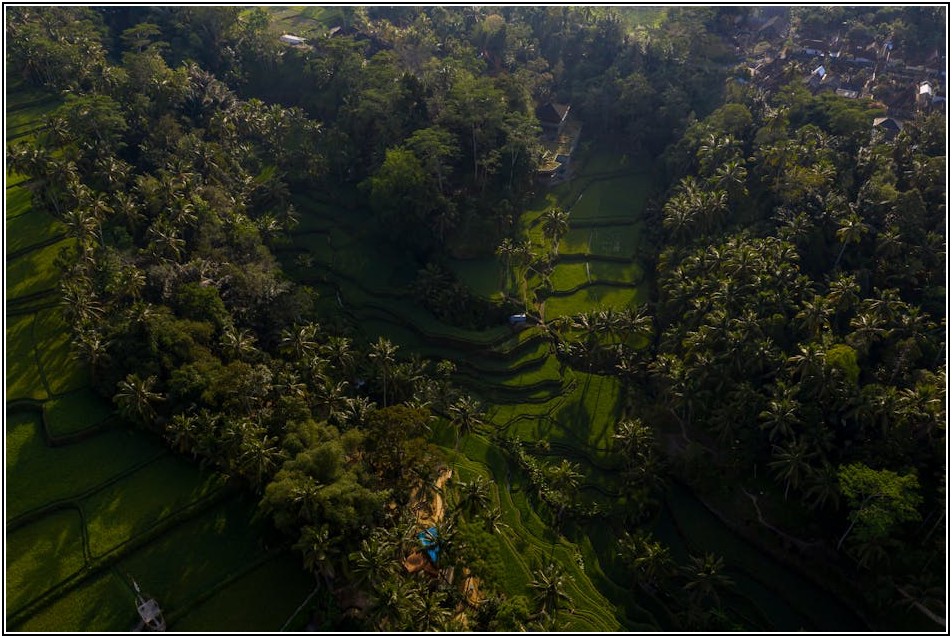 똑똑한 쌀 선택 가이드: 수입 쌀 품질, 이렇게 확인하세요!