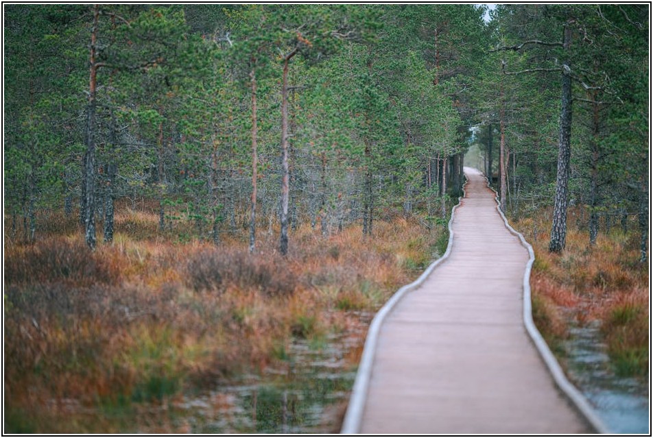 서나무 분재, 야생화와 함께 가꾸는 조화로운 정원