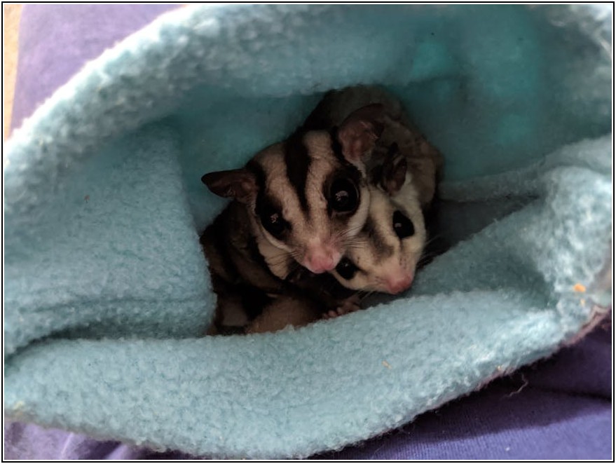 고급스러운 스웨이드 파우치, 똑똑하게 사용하는 법