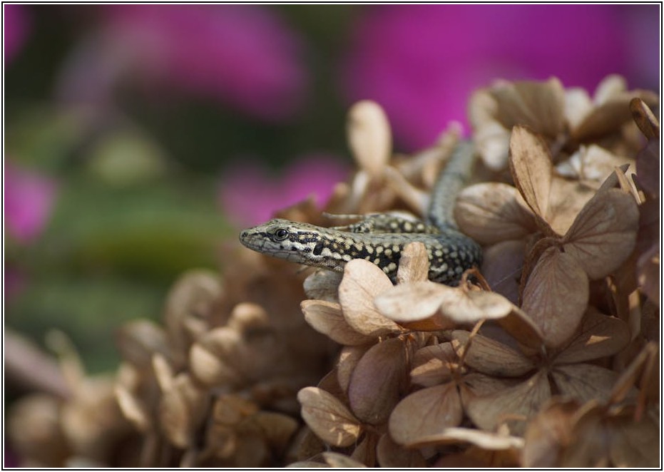 뇌를 자극하는 시각자료, 디자인 원리로 성공을 앞당기다