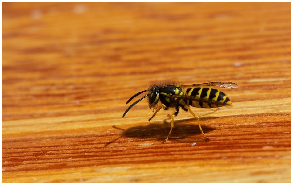 효율적인 1인 식탁 배치, 좁은 공간을 넓게 쓰는 법