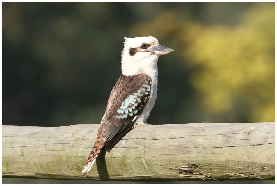 성공적인 주식 투자, 증권사 주식 담보 대출 활용법