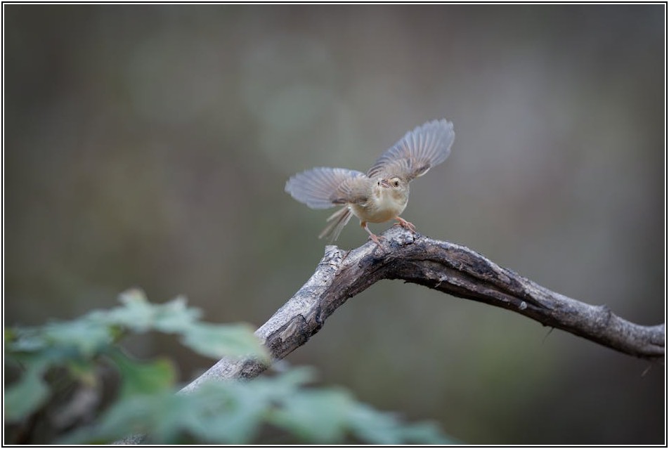 BRACE 투자법: 안정적인 수익 달성을 위한 완벽 가이드
