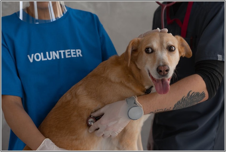행복한 반려생활의 시작, 반려견 등록증 발급 절차 안내