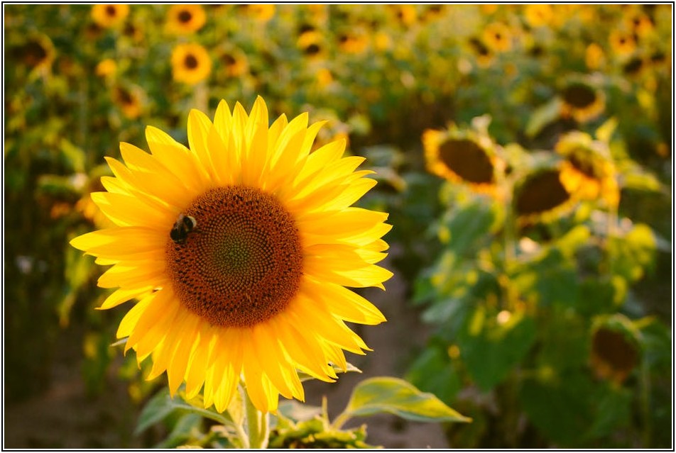 영롱한 꽃조명, 올바른 관리로 빛나는 수명 늘리기