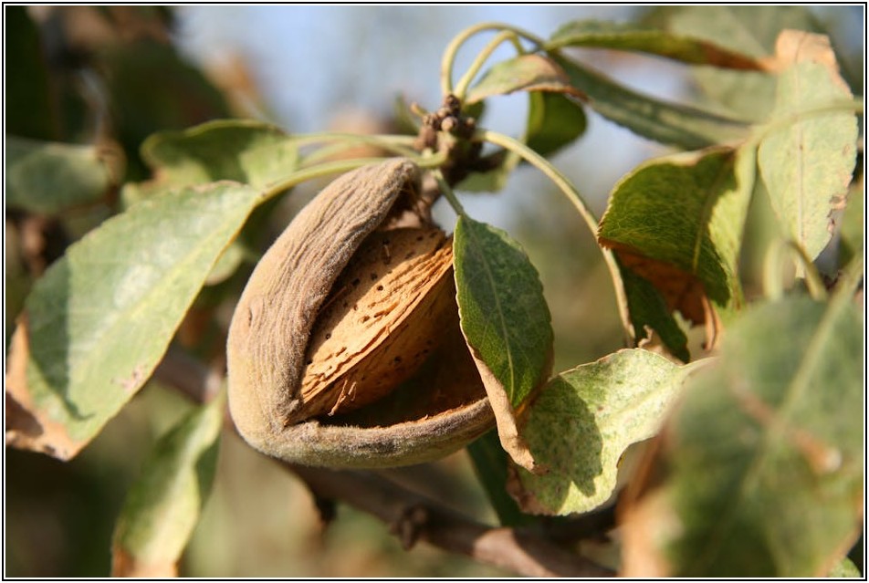호두과자 창업, 성공 사례로 알아보는 비결