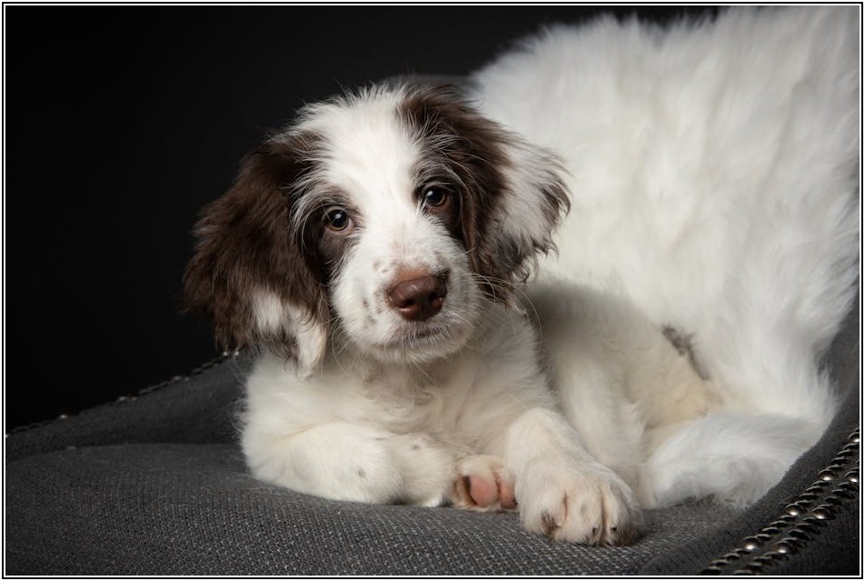 사랑스러운 반려견, 인생 사진 남기는 포토존 비결